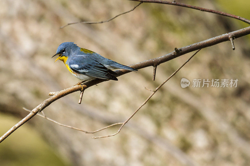 声乐北 Parula 莺 (Parula americana)